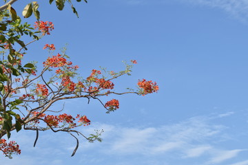 RED FLOWERS ON THE BLUE SKY