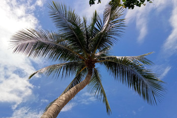 Fototapeta na wymiar Coconut Palm Tree with Cloudy Blue Sky Background