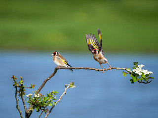 Pair of European Goldfinches