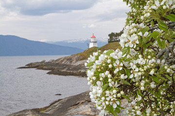 Fototapeta na wymiar Obstblüte am Soggnefjord