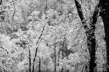 Oak trees blanketed in January snow, Sierra Forest Storm