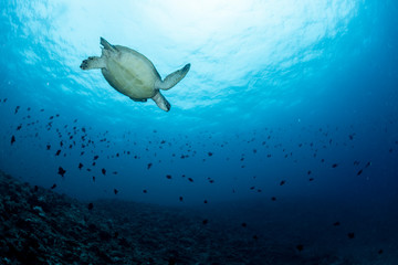 Sea turtle 