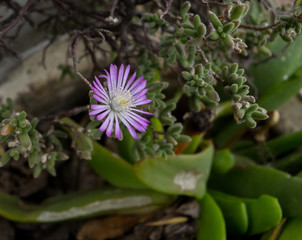 Little violet flowers in detail