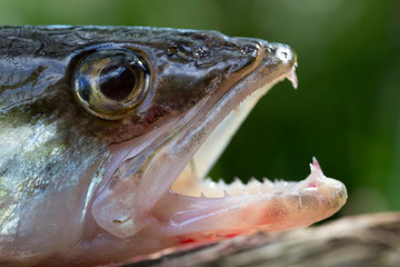 Zander in detail, the Fish from freshwater Deep, Sander lucioperca