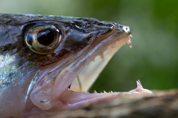 Zander in detail, the Fish from freshwater Deep, Sander lucioperca