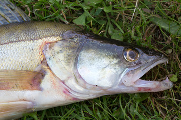 Zander in detail, the Fish from freshwater Deep, Sander lucioperca