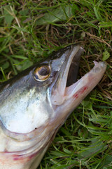 Zander in detail, the Fish from freshwater Deep, Sander lucioperca