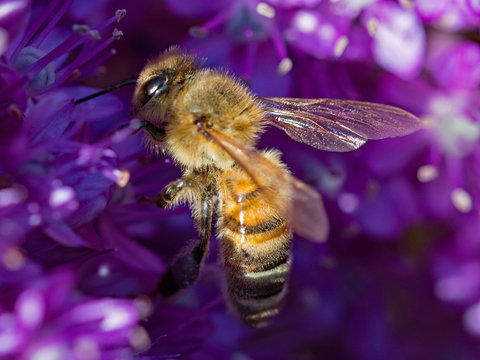 bee on flower