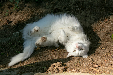 White cat amazing portrait macro background wallpapers high quality fine art prints