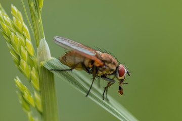 fly on leaf