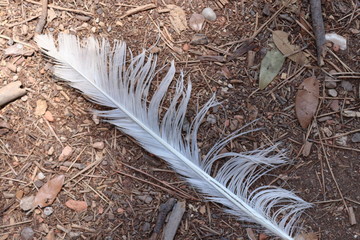 feather on the beach