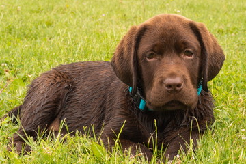 Junger Labrador auf der Wiese