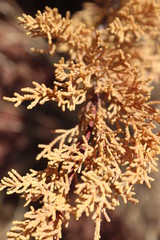 dried flowers