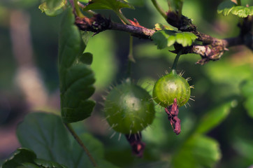 Berry gooseberry on a blurred background.