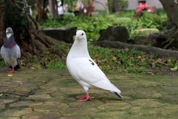 White Pigeon Standing on Pathway in the Park