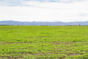 Fototapeta na wymiar landscape with clover crop for fodder and mountains