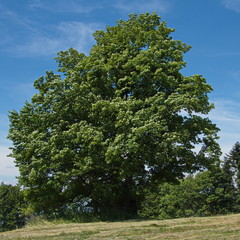 Giant maple tree near Hukvaldy in Czech republic