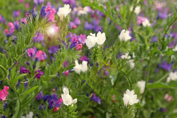 Obraz na płótnie Canvas wildflower meadow with blue, pink and white flowers