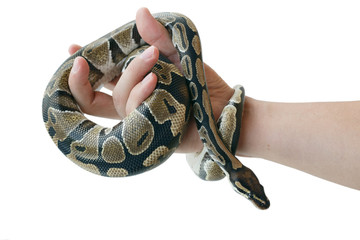 The image of the royal or ball python on the hand of man