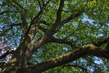 Giant oak tree in the park 