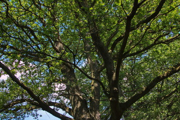 Giant oak tree in the park 