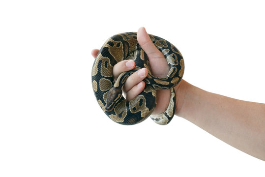 The image of the royal or ball python on the hand of man