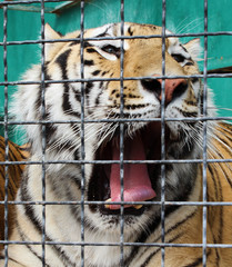 Close-up view of a beautiful yawning Bengal tiger in a cage in the Taigan Zoo, Crimea, summer 2013