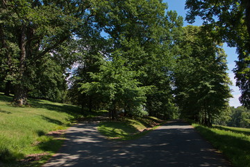 Landscape in the park 