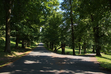 Landscape in the park 