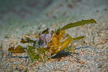 Underwater clsoe-up photography of a ambon scorpionfish (Pulau Bangka, North Sulawesi/Indonesia)