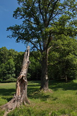 Giant oak tree in the park 