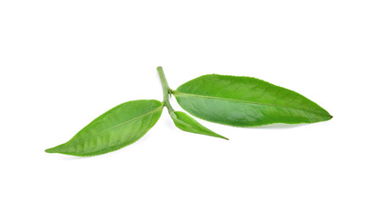 Obraz premium green tea leaf isolated on white background