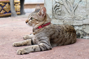 Lovely Young Cat Lying on the Ground