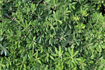 Obraz na płótnie Canvas The shrub with evergreen foliage serves as a fence
