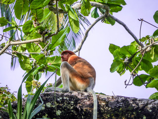 young, scared looking Proboscis Monkey in Bako National Park, Borneo, Sarawak, Malaysia, sitting on the tree branch, lots of plants around the monkey. Aloe vera plant on the left.