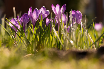 The purple crocus. Crocuses in the grass on the garden. The sunny day with clear blue sky. Spring nature. First flowers in spring