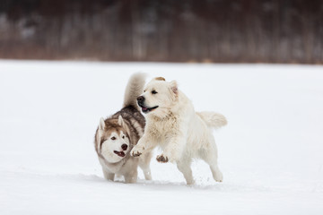 Happy golden retriever dog and siberian husky playing together in the field in winter