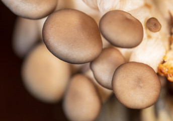 Oyster mushrooms grow on the farm