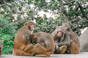 A monkey's family hugging and sleeping. A family of three: mother, father and a kid. Two other monkeys are still awake. Tender family moments. Animals in their natural habitat. Relaxation and chill