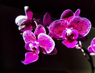Naklejka na ściany i meble Pink Orchid flower