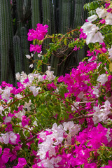 Curacao Caribbean flowers