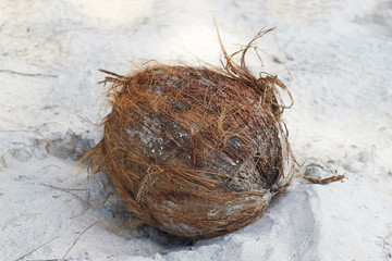 Dried Coconut on the Beach