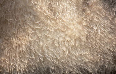 Fur on sheep's clothing as a background