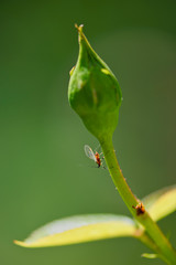 Closeup of macrosiphum rosae  (the rose aphid, a sap-sucking insect) on a rose bud in the garden