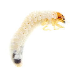 Lelome beetle on a white background