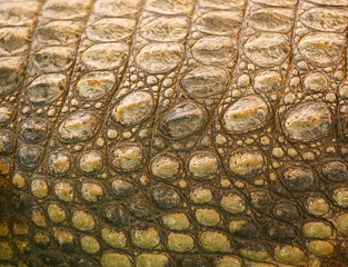 Crocodile skin as an abstract background