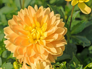 Orange blühende Dahlie