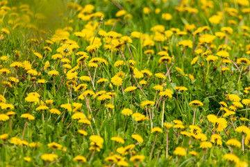 Obraz premium Yellow dandelion flowers on green grass as background