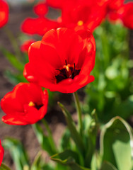 Tulip flowers grow in the park