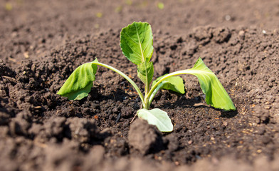 Cabbage seedling in the ground in spring